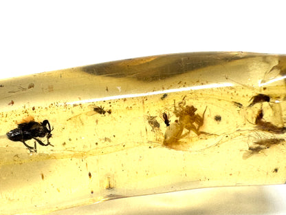 Copal With Insects 5.9cm