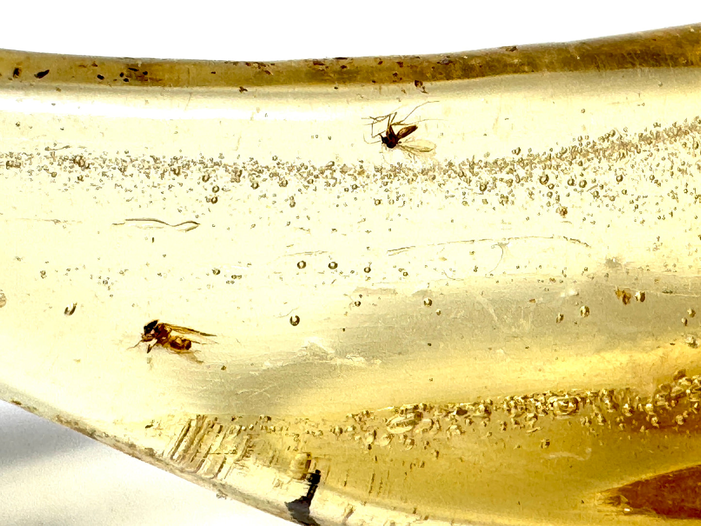 Copal With Insects 11.8cm