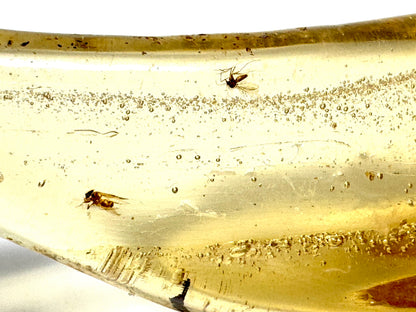 Copal With Insects 11.8cm