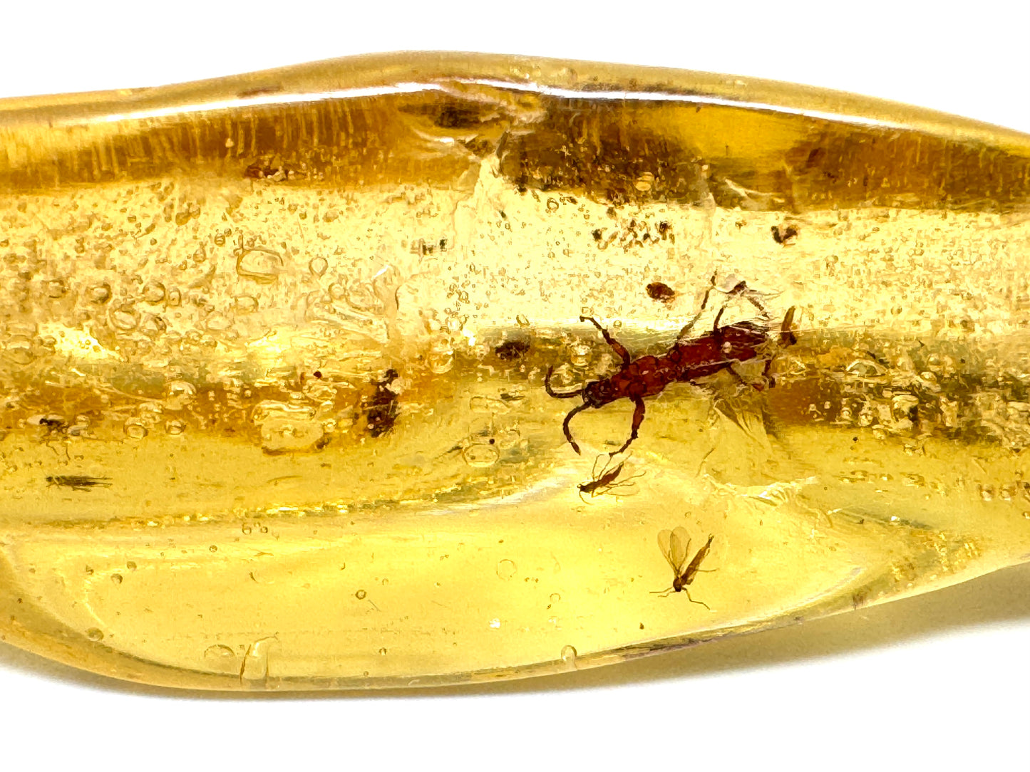 Copal With Insects 11.8cm