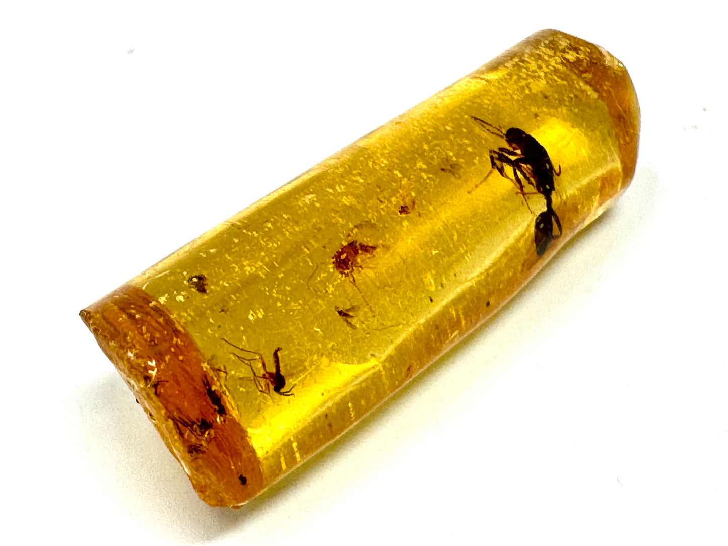 Copal With Insects 3.4cm