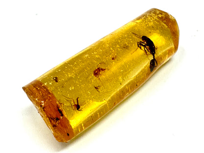 Copal With Insects 3.4cm