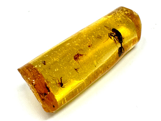 Copal With Insects 3.4cm