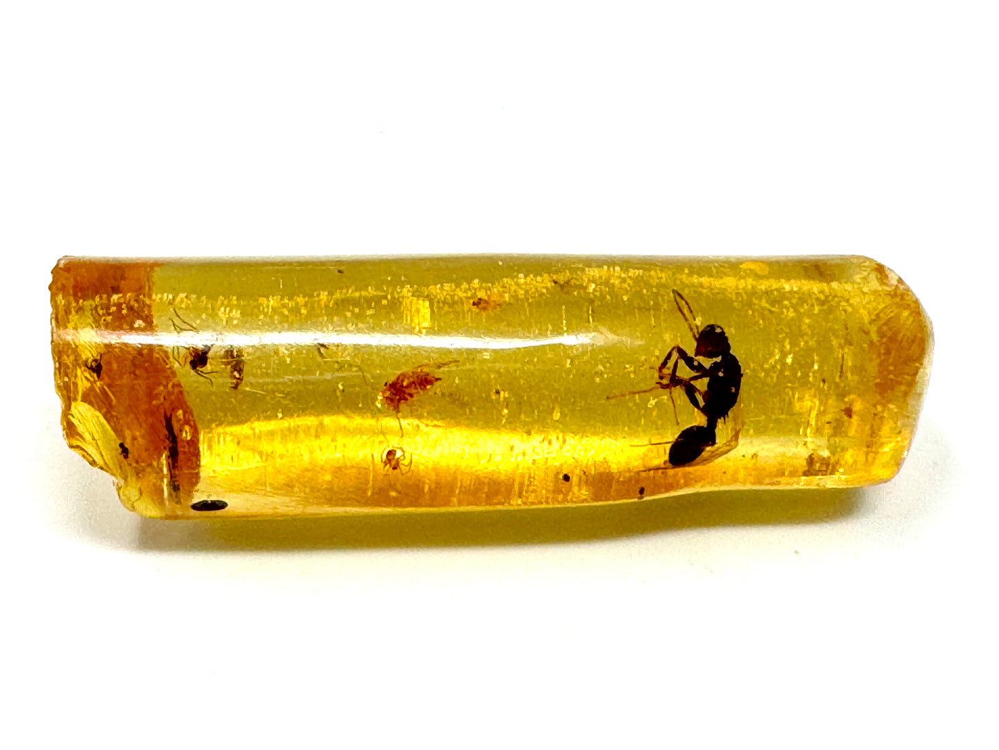 Copal With Insects 3.4cm