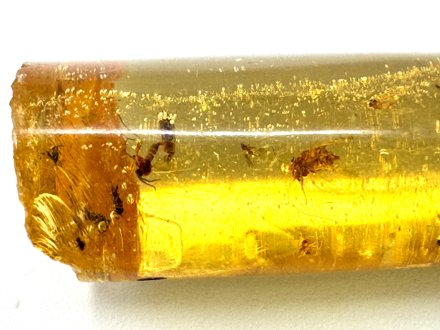 Copal With Insects 3.4cm