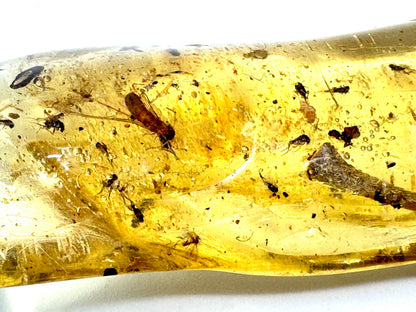 Copal With Insects 9cm