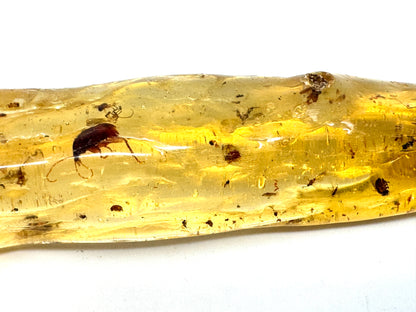 Copal With Insects 15.7cm