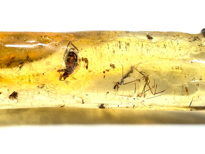Copal With Insects 15.7cm