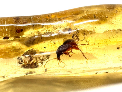 Copal With Insects 15.7cm