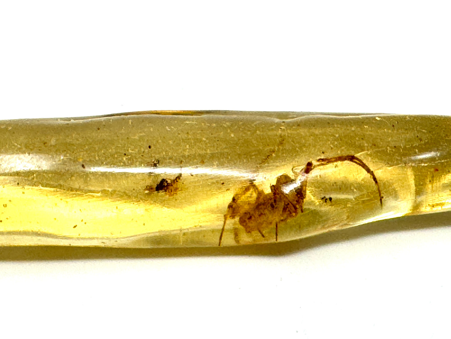 Copal With Insects 8.2cm