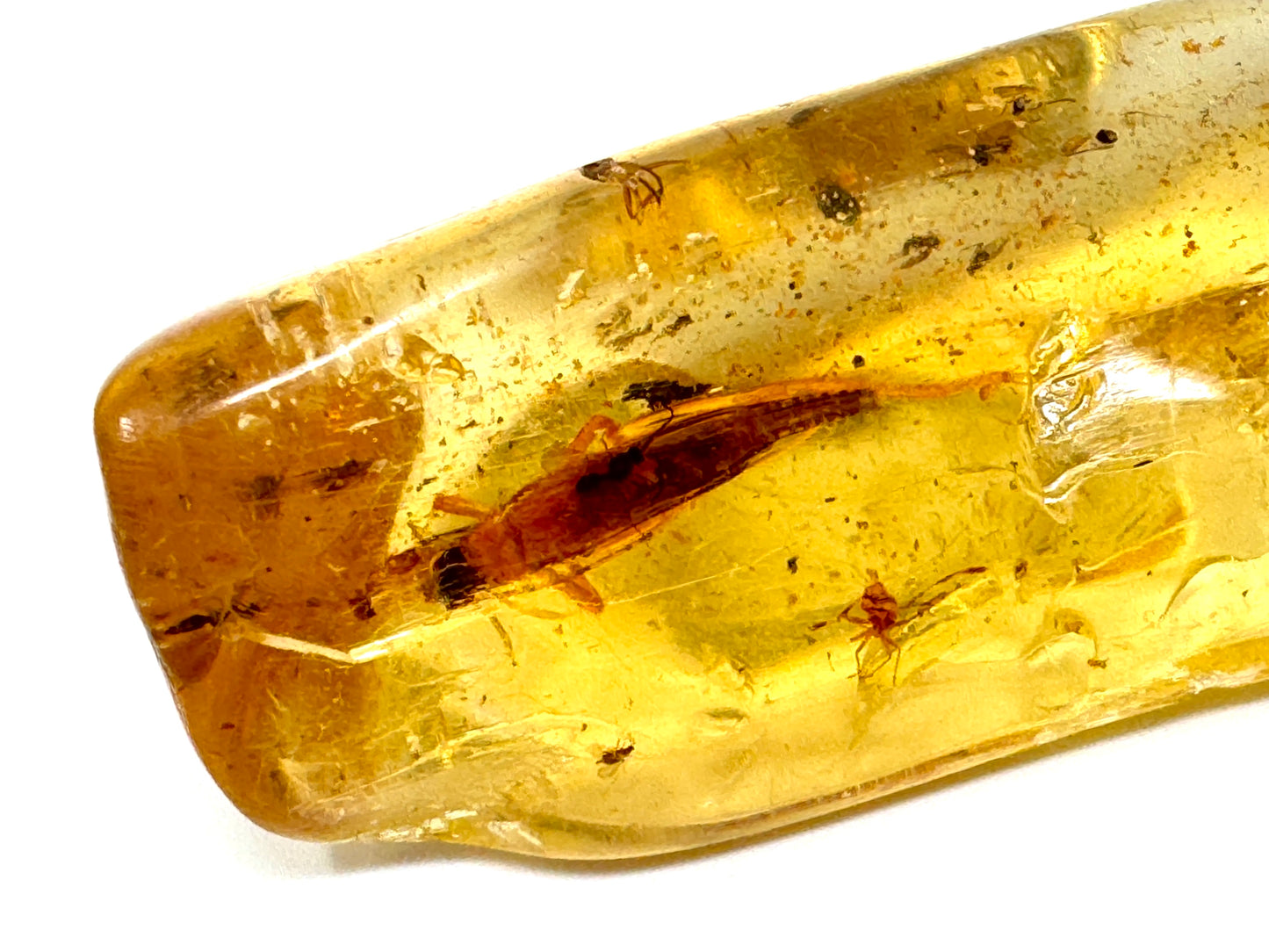 Copal With Insects 5cm