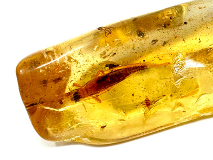 Copal With Insects 5cm