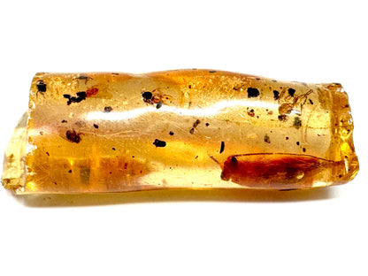 Copal With Insects 3.5cm