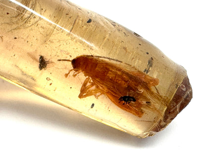 Copal With Insects 3.5cm