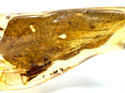 Copal With Insects 5.7cm