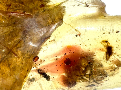 Copal With Insects 5.7cm