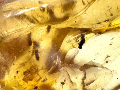 Copal With Insects 12.8cm