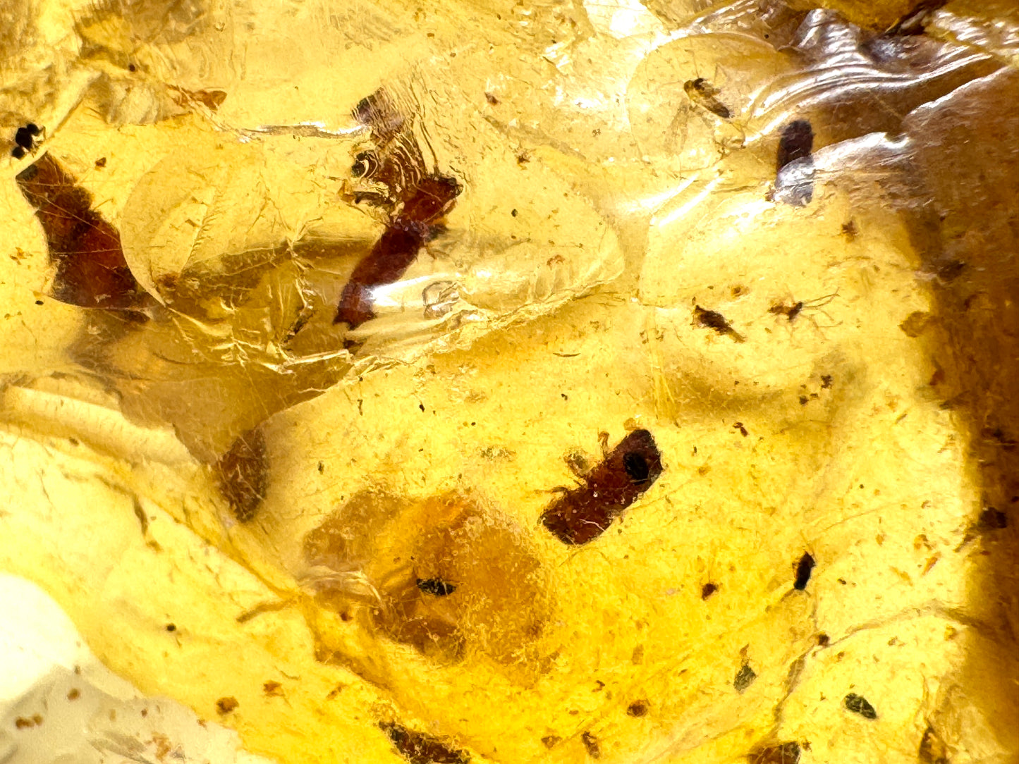 Copal With Insects 12.8cm