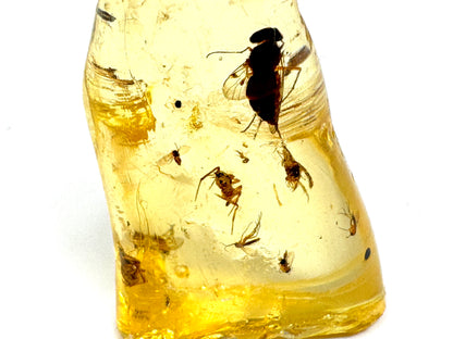 Copal With Insects 6.4cm