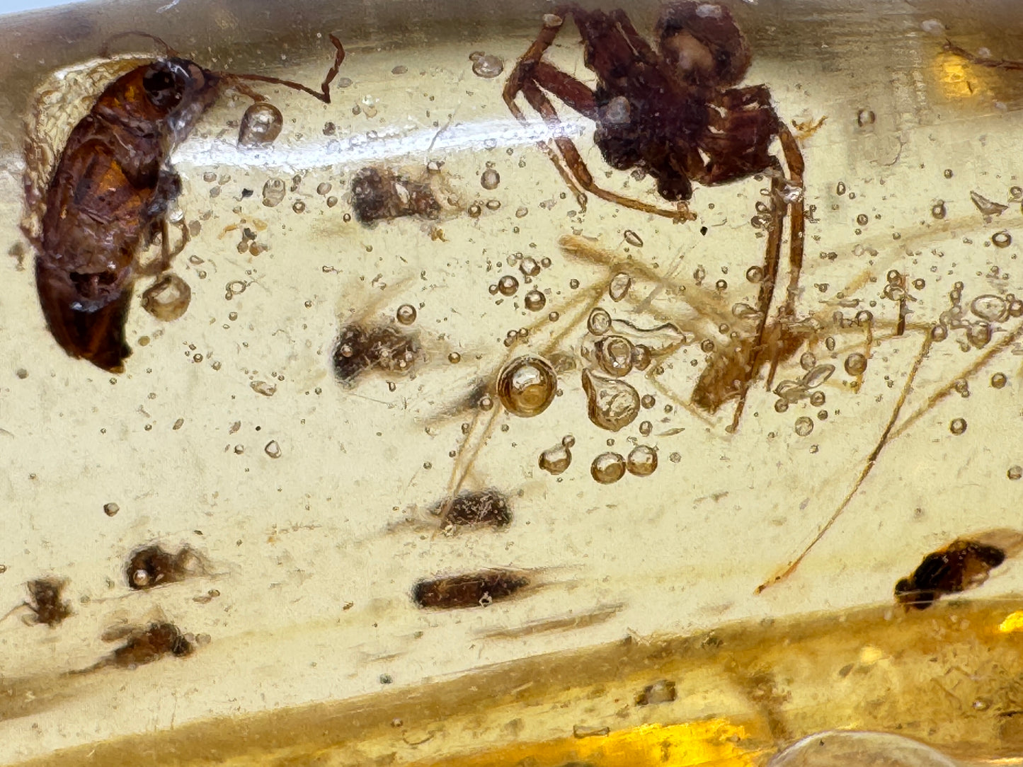 Copal With Insects 10.8cm