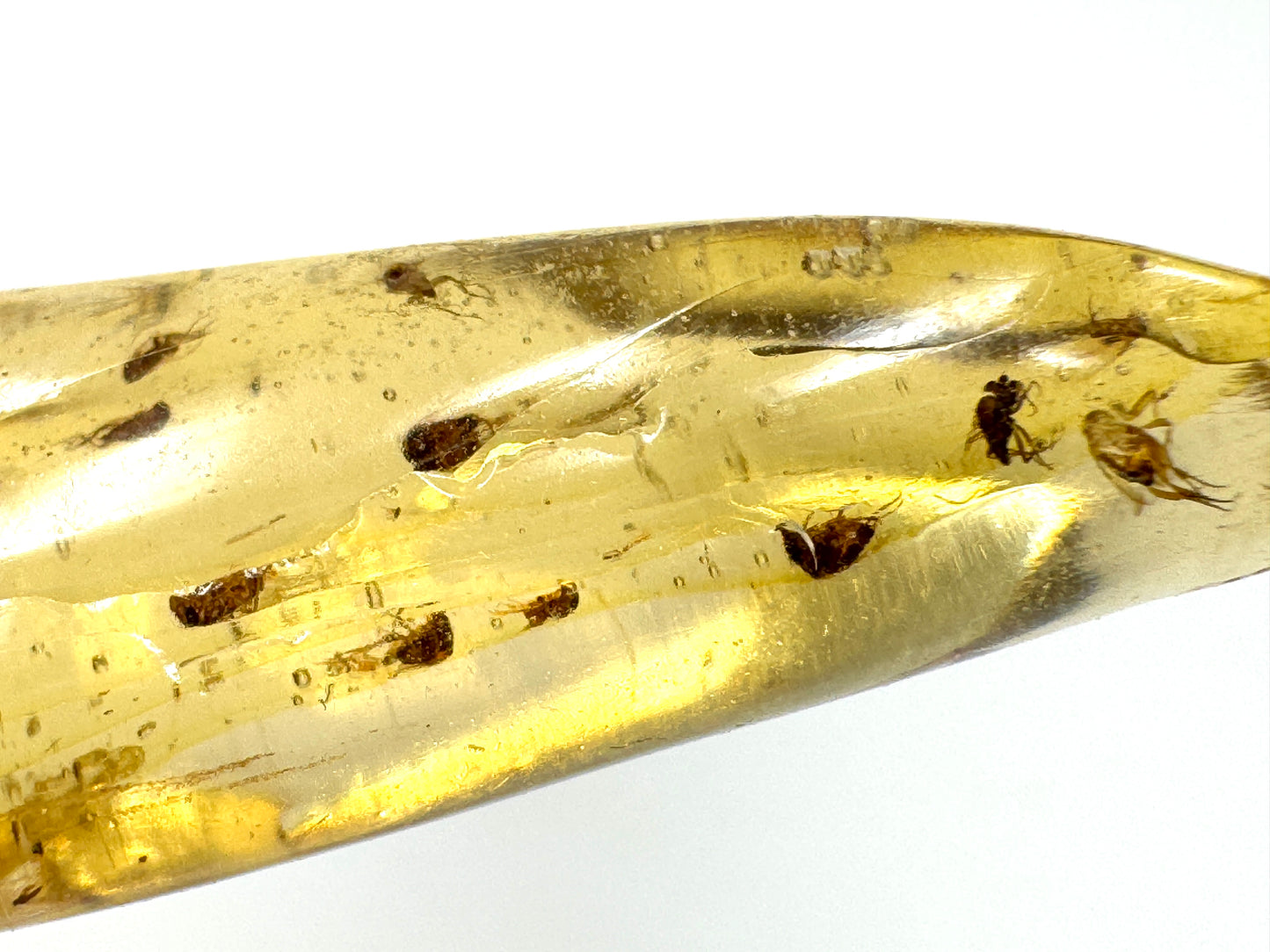 Copal With Insects 10.8cm