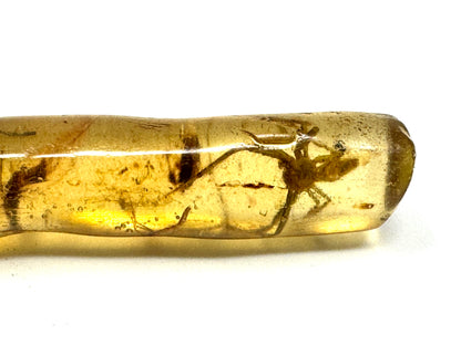 Copal With Insects 14.4cm