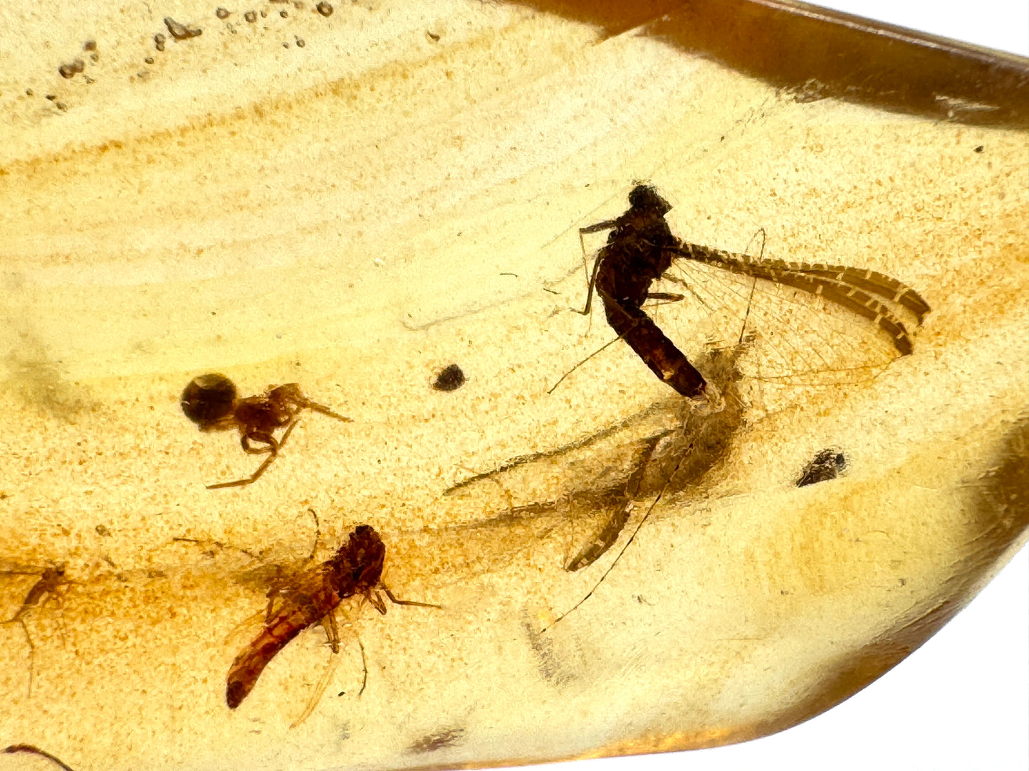 Copal With Insects 14.4cm