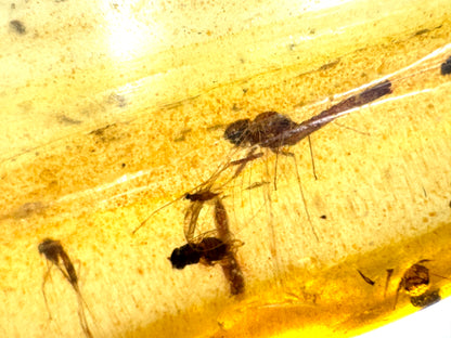 Copal With Insects 14.4cm