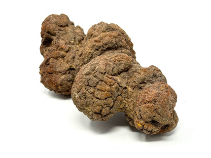 Coprolite Fossil 12cm