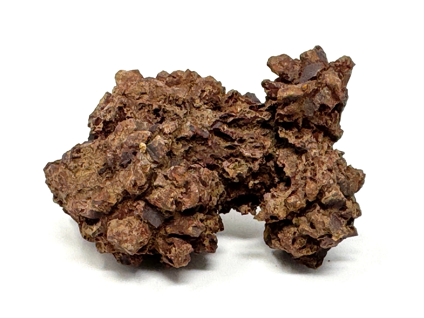 Coprolite Fossil 7.1cm