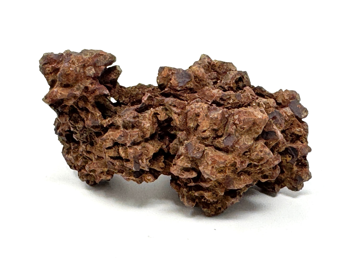 Coprolite Fossil 7.1cm