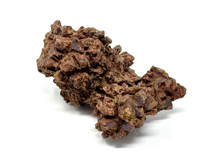 Coprolite Fossil 7.1cm