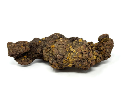Coprolite Fossil 10.4cm