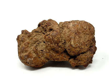 Coprolite Fossil 6.5cm