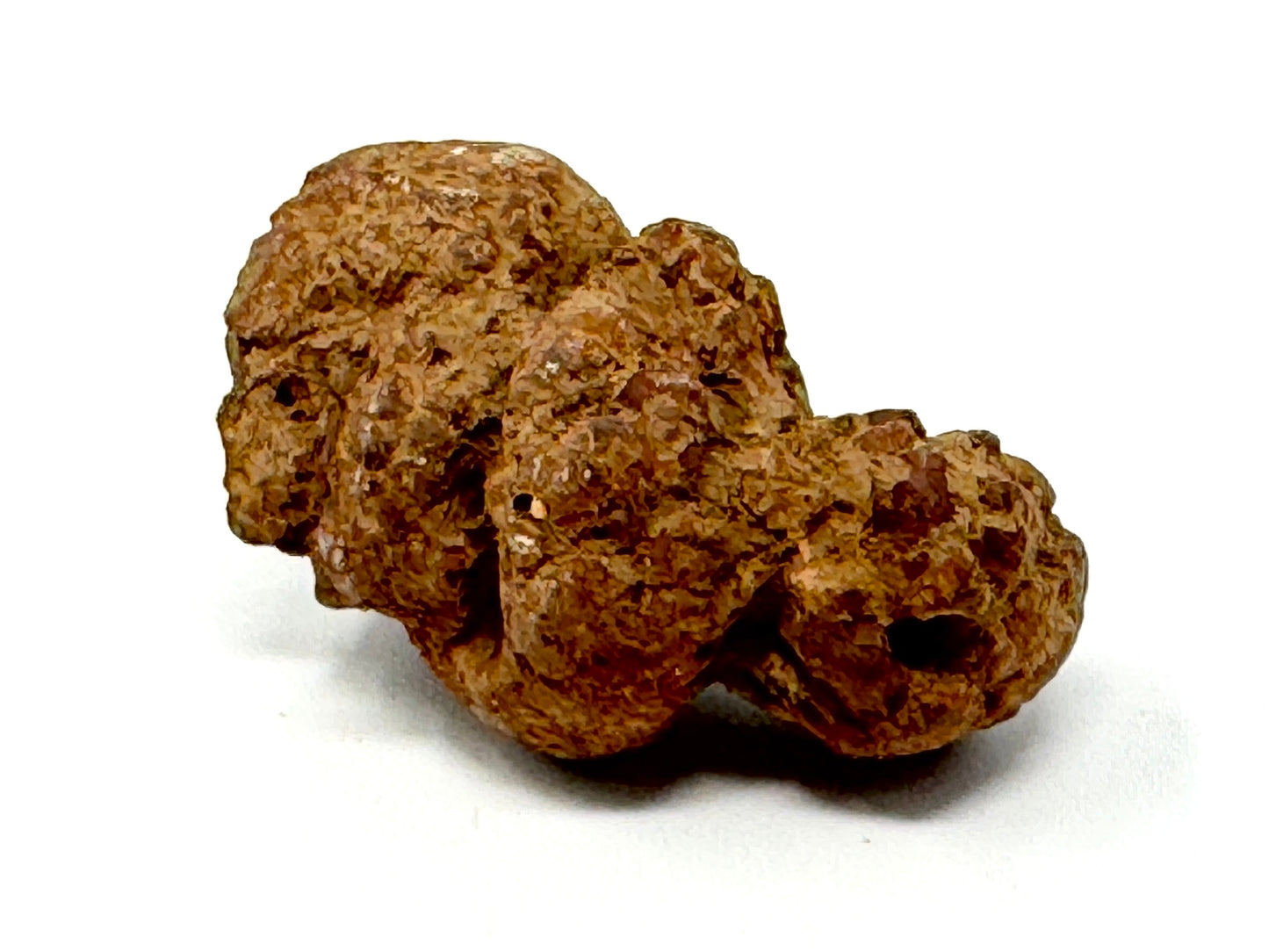 Coprolite Fossil 6.5cm