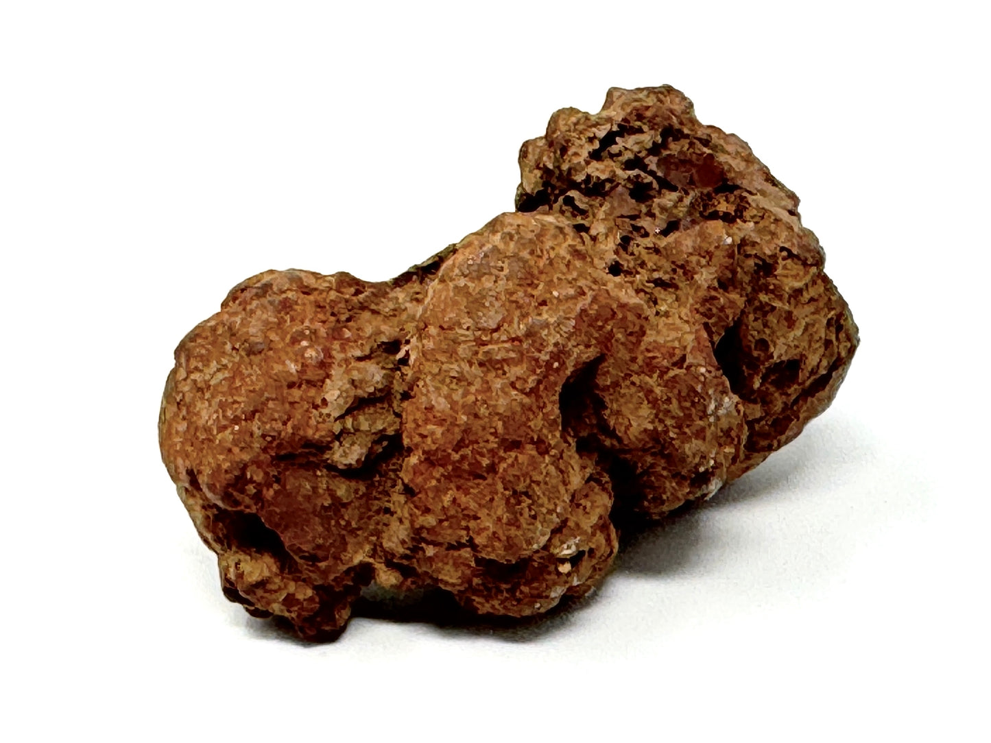 Coprolite Fossil 6.5cm