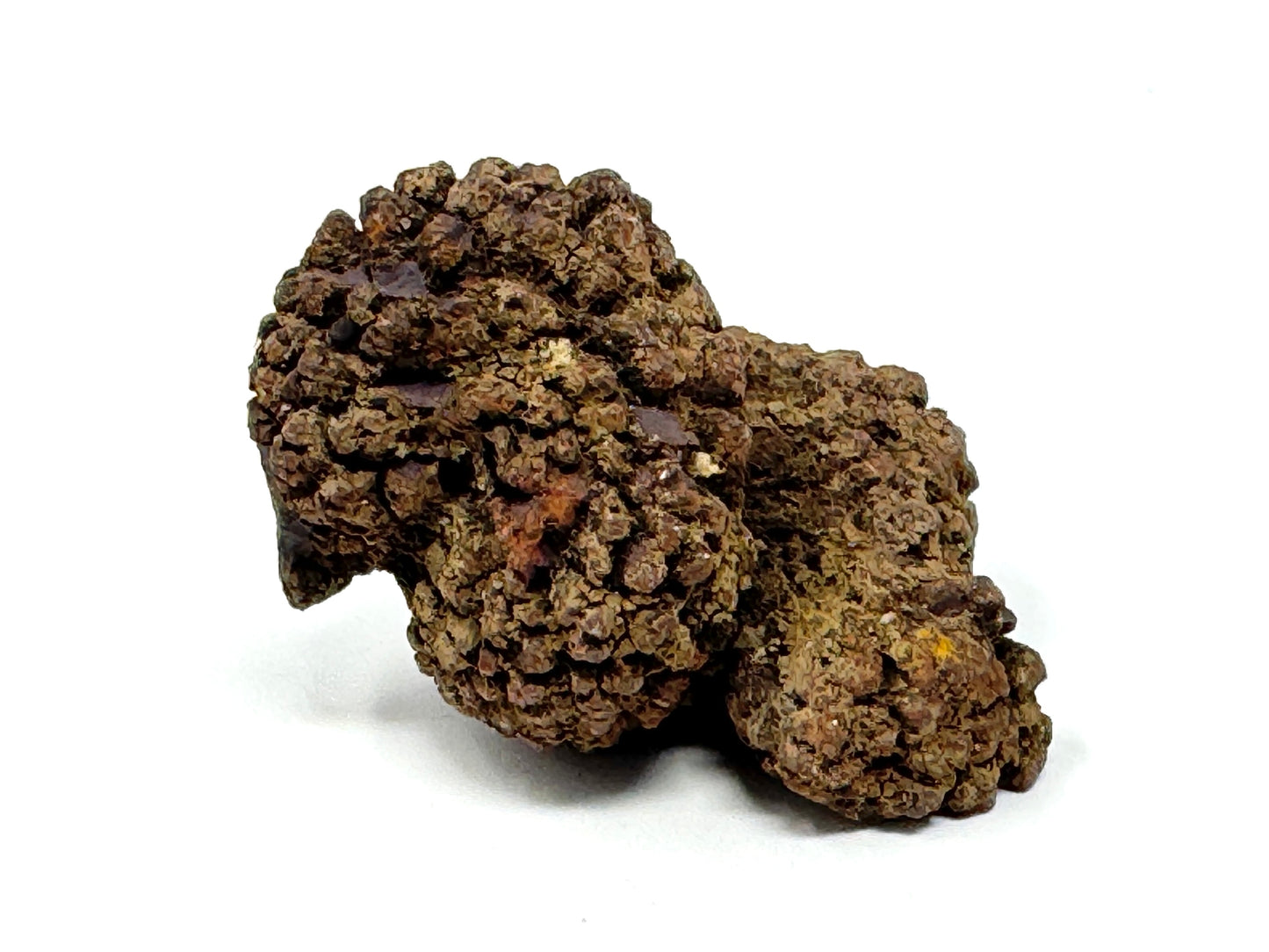 Coprolite Fossil 6.2cm