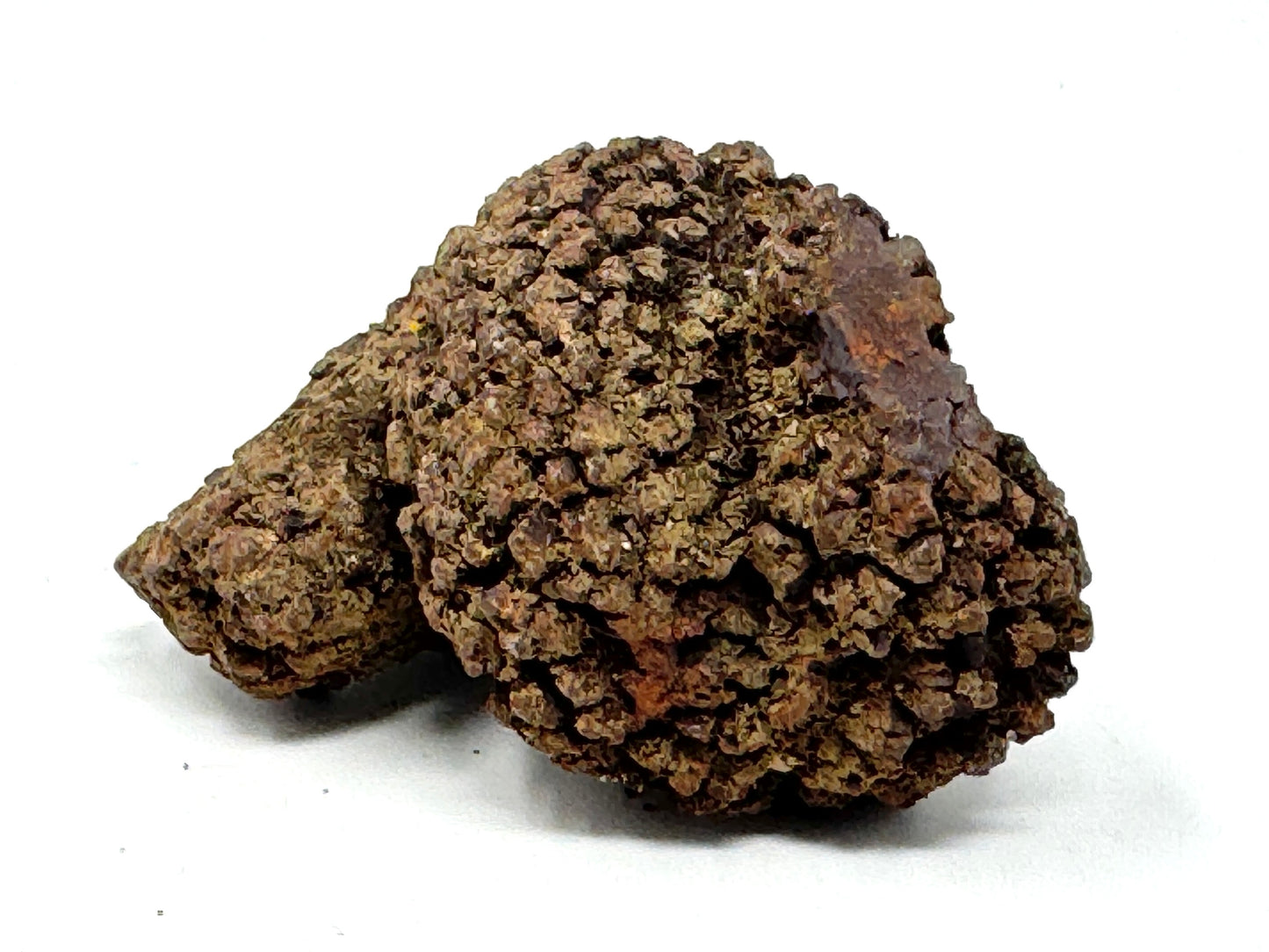 Coprolite Fossil 6.2cm