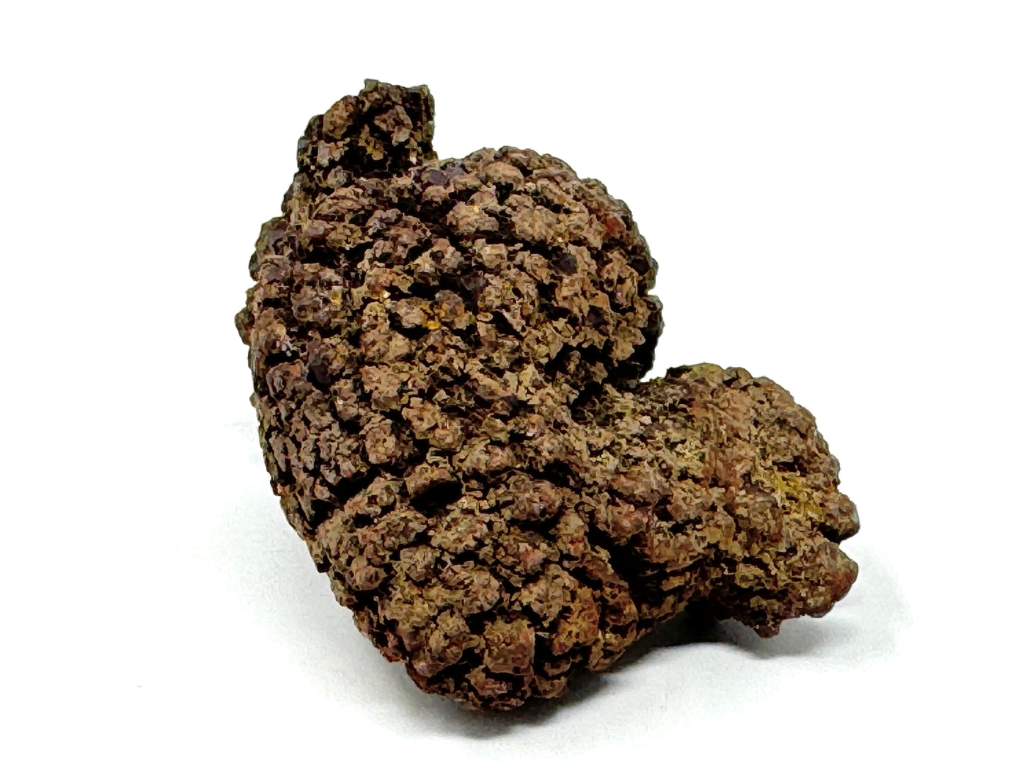 Coprolite Fossil 6.2cm