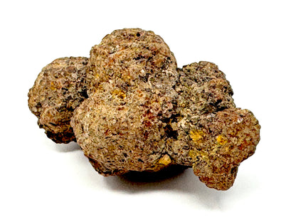 Coprolite Fossil 6.5cm