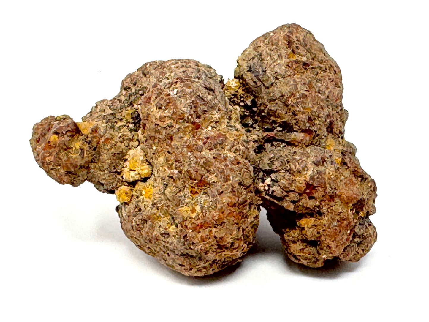 Coprolite Fossil 6.5cm