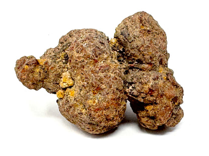 Coprolite Fossil 6.5cm