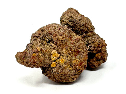 Coprolite Fossil 6.5cm