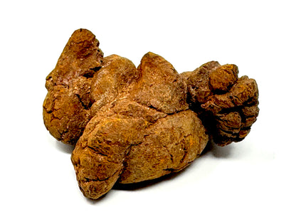 Coprolite Fossil 7cm