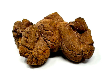 Coprolite Fossil 7cm