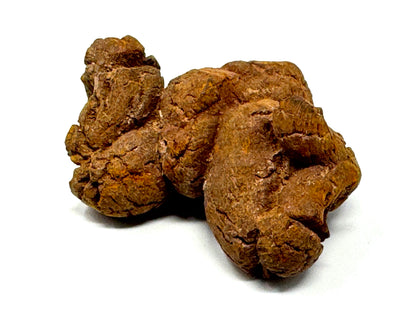 Coprolite Fossil 7cm