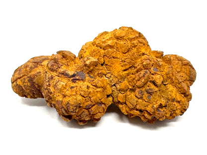 Coprolite Fossil 10.9cm