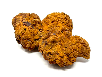 Coprolite Fossil 10.9cm
