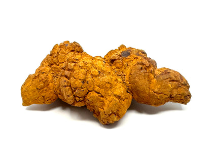 Coprolite Fossil 10.9cm