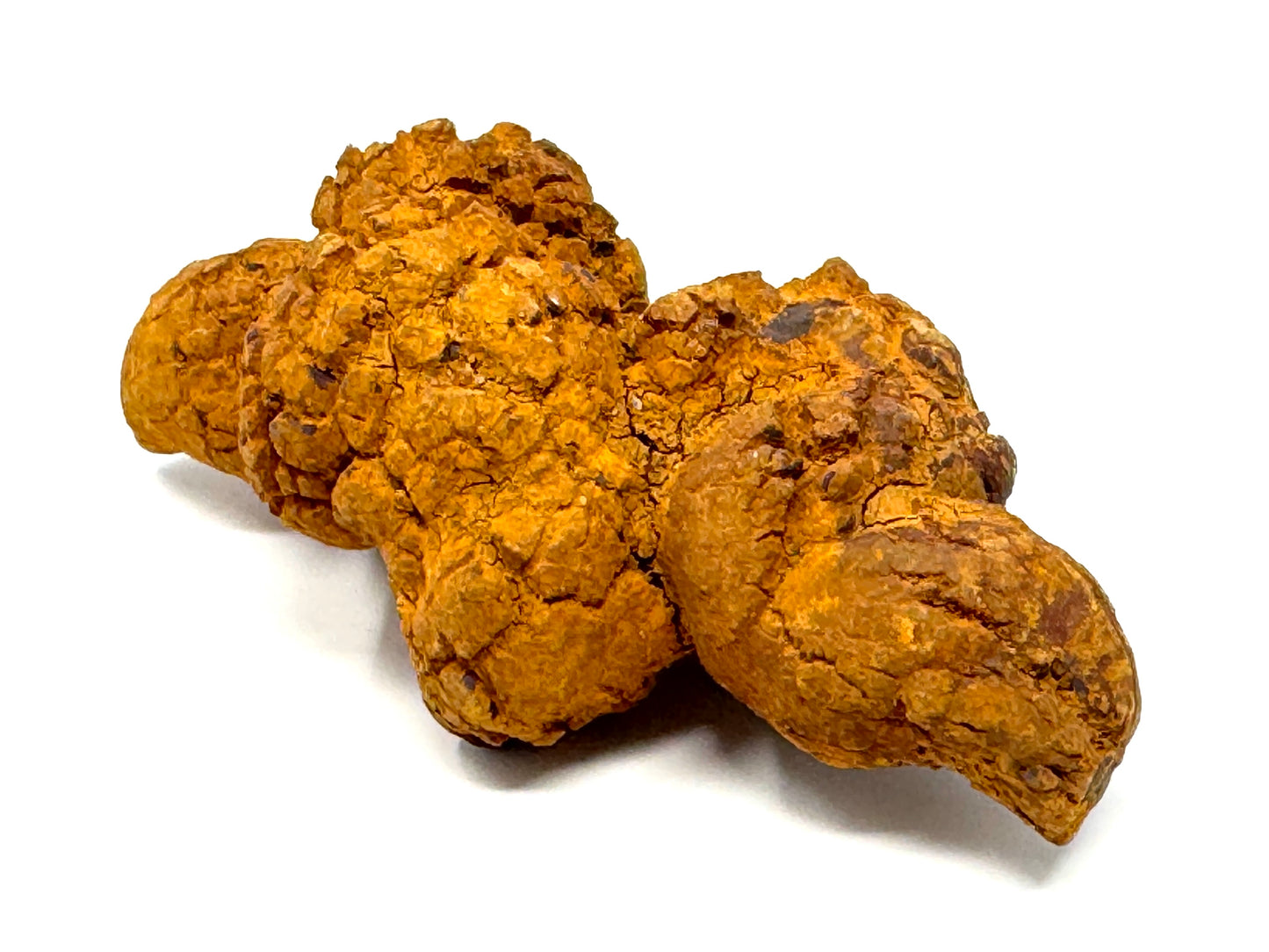 Coprolite Fossil 10.9cm